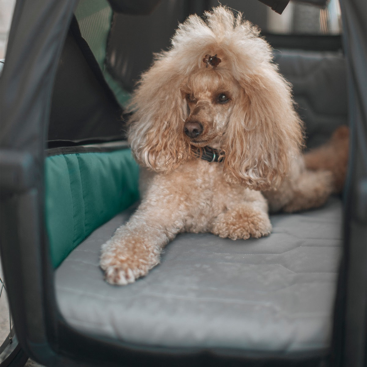 THULE BEXEY HUNDE BETT