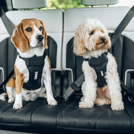 THULE CAPPY S