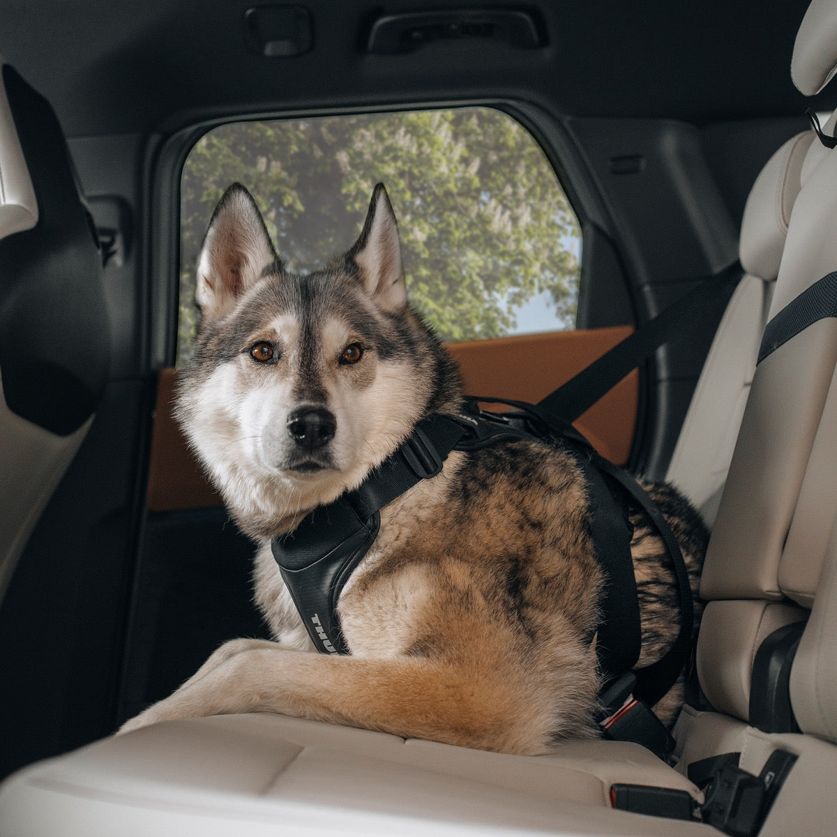 THULE CAPPY L