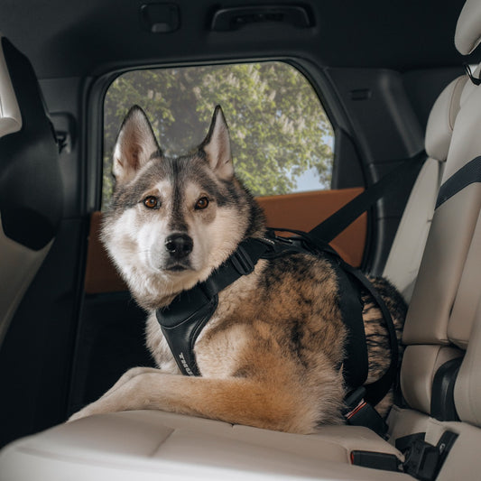 THULE CAPPY L